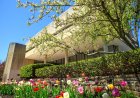 Essay by DYLAN MORSE admitted into Hamilton College